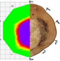 Résultat du tomographe comparé avec l'intérieur de l'arbre